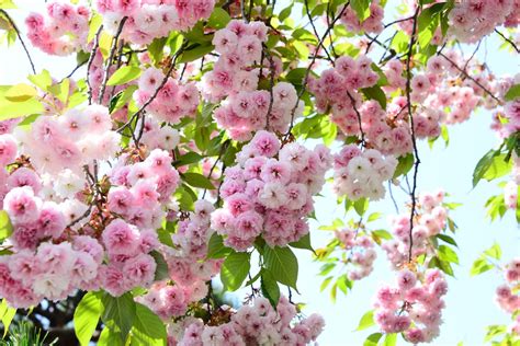 種櫻花|櫻花種植指南：掌握土壤、光線和空氣關鍵要素 